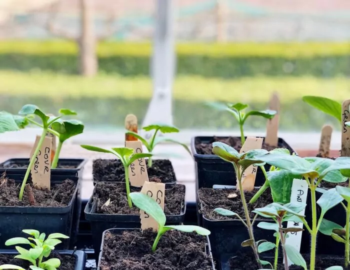 What to grow if space & time is limited article