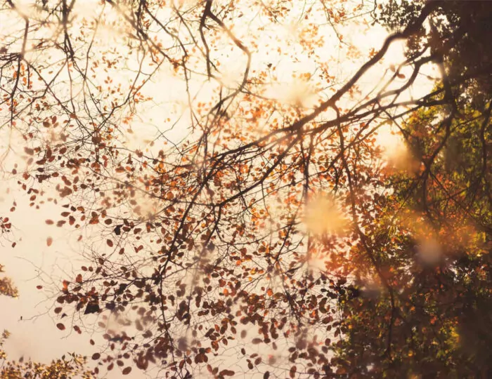 Autumnal Health Article