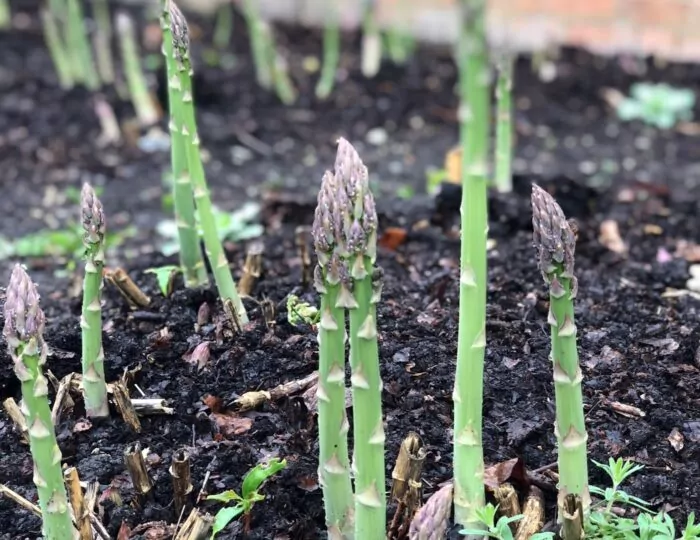 Pics from my garden article