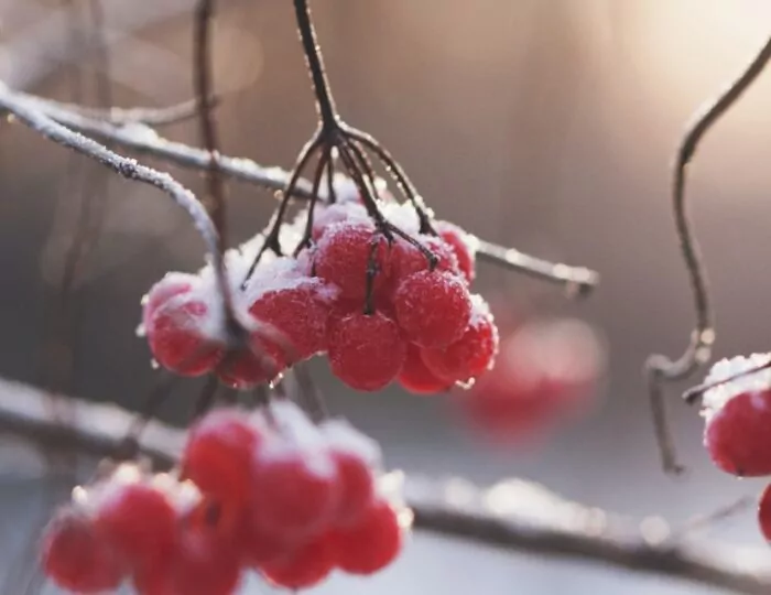 Winter Health Article