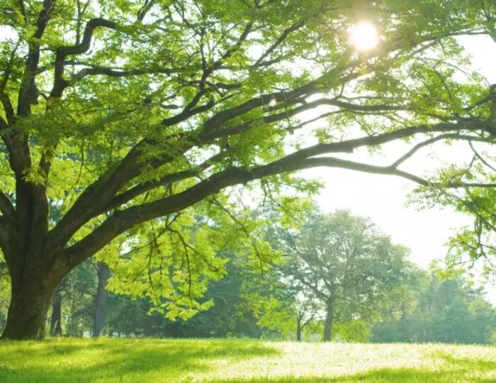Spring Health Article