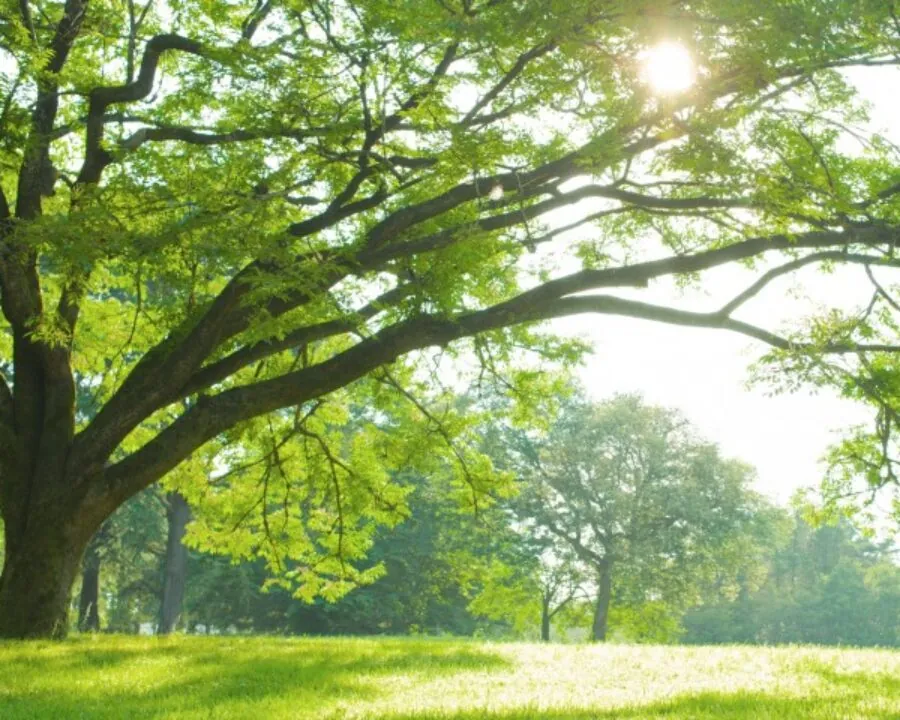 Spring Health Article